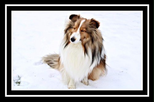 Louie says "Baby it's cold outside 
