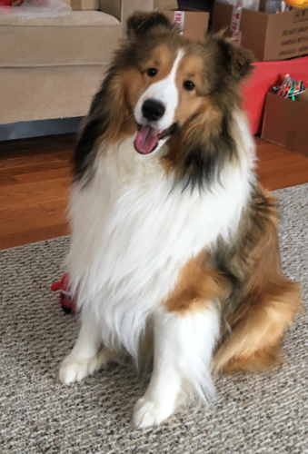 What a good boy Teddie, showing off your good "sit"